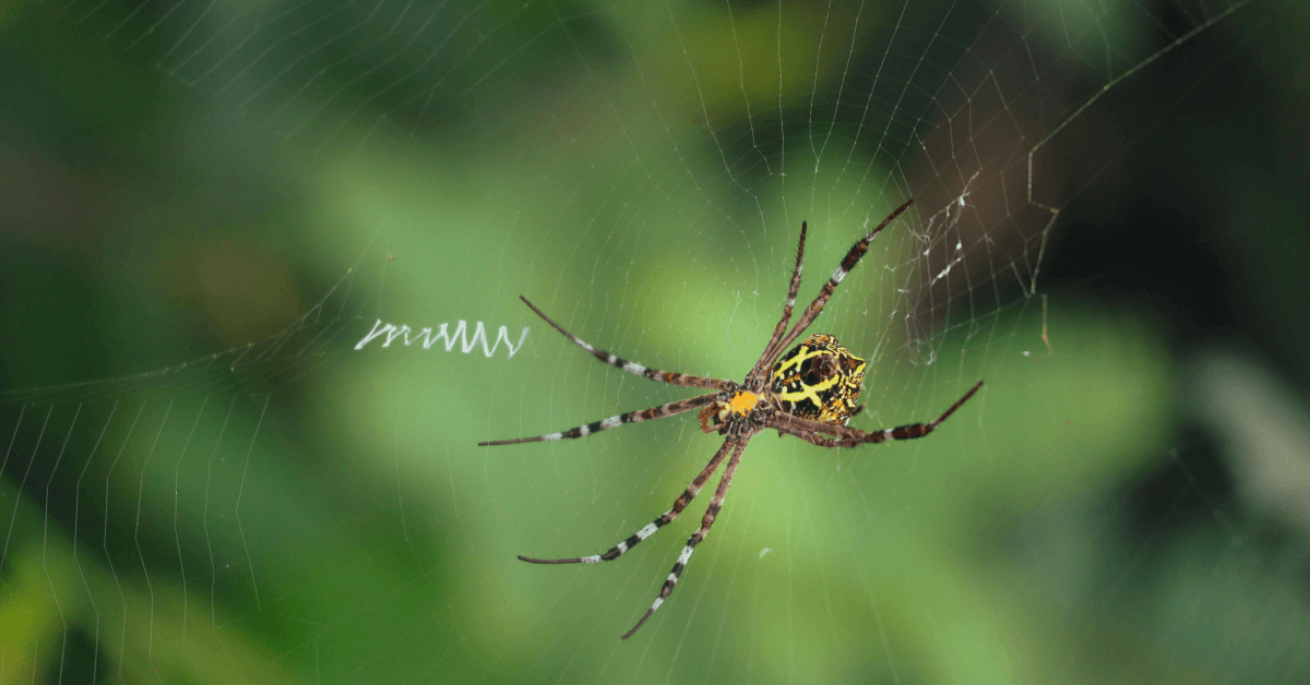 10 Common Spiders on Long Island